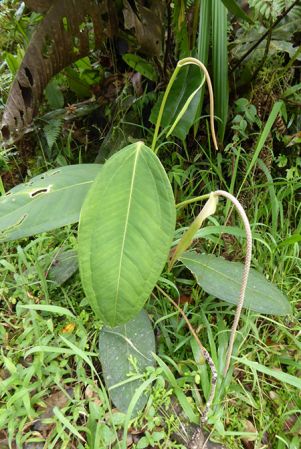 Pictured in La Planada Reserve, Narino, Colombia Image Copyright © 2018 by Bruce Dunstan