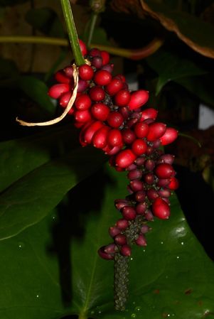 Croat 105655, pictured near Tena (Napo, Ecuador) Image Copyright © 2015 by David Scherberich