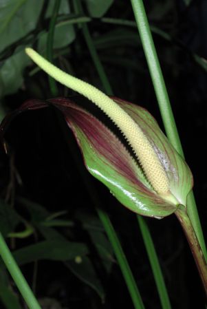 Pictured in the Botanischer Garten der Philipps-Universität Marburg (Germany) Image Copyright © 2011 by David Scherberich