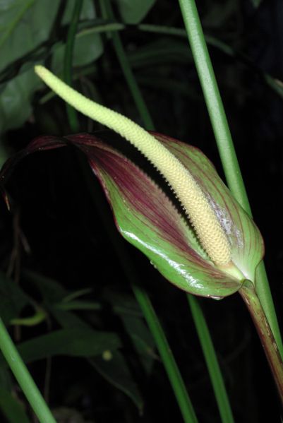 文件:AnthwatermalienseMB 03.jpg