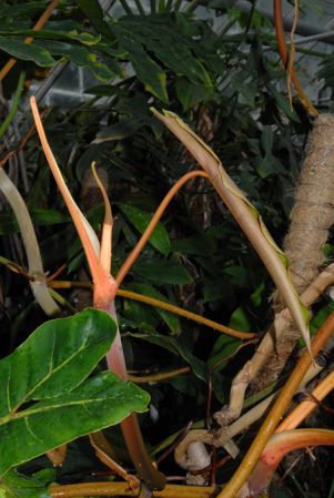 Pictured at the Jardin Botanique National de Belgique (Meise, Belgium) Image Copyright © 2010 by David Scherberich