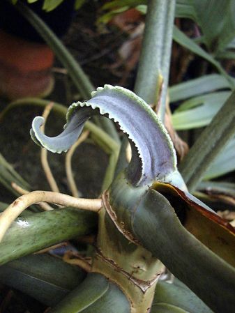 Pictured at the Jardin Botanique National de Belgique (Meise, Belgium) Image Copyright © 2007 by David Scherberich