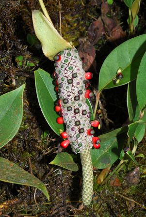 Croat 104093, pictured in Esmeraldas, Ecuador Image Copyright © 2013 by David Scherberich