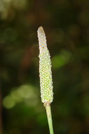 LN006-7-8, pictured in Ecuador Image Copyright © 2011 by Lars Nauheimer