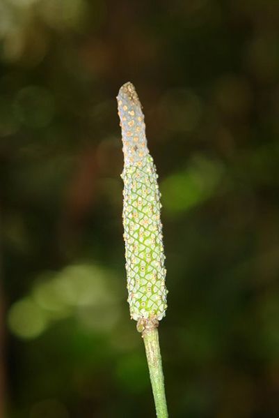 文件:AnthdolichocnemumLN 01.jpg