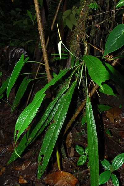 文件:AnthlongiluteumCroat 01.jpg