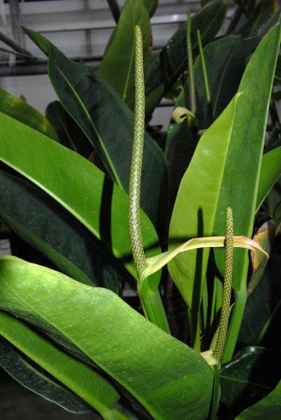 文件:Anthwilldenovii19880501BR 01.jpg