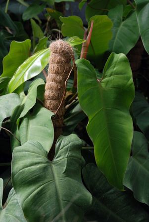 Pictured at the Jardin Botanique de Lyon (France) Image Copyright © 2009 by David Scherberich