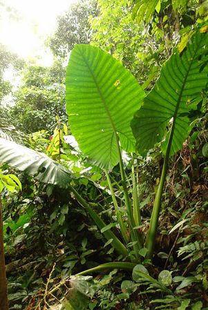 Pictured in Borneo: Sarawak Image Copyright © 2011 by Lars Nauheimer