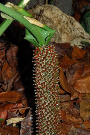 Croat 103925, pictured at the Jardín Botánico Del Quindío (Calarcá, Colombia) Image Copyright © 2013 by David Scherberich