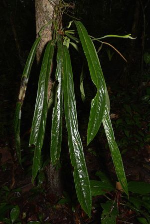 Croat 106097 pictured in Timburi Cocha Research Station, Payamino (Orellana, Ecuador) Image Copyright © 2015 by David Scherberich