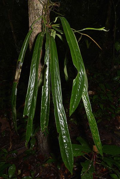 文件:AnthceroniiCroat 14.jpg