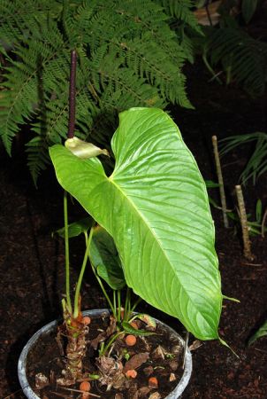 Croat 93458 from Ecuador, pictured at the Jardin Botanique de Lyon (France) Image Copyright © 2008 by David Scherberich