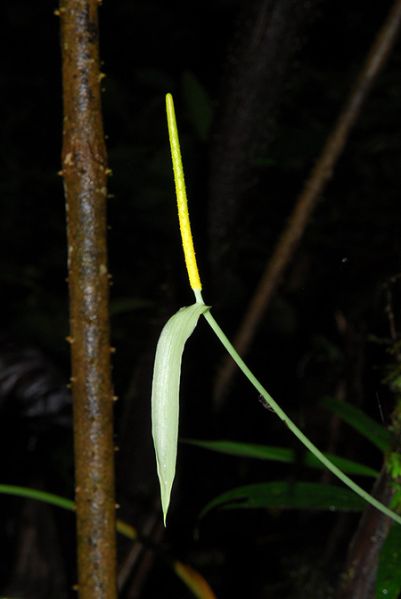 文件:AnthlongiluteumCroat 05.jpg