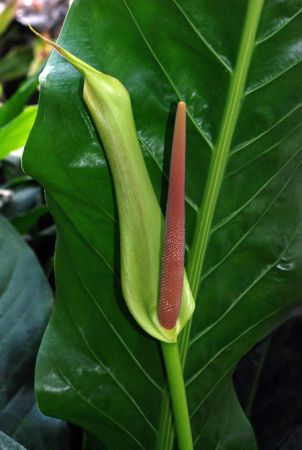 Pictured at the Jardin Botanique de Lyon (France) Image Copyright © 2009 by David Scherberich