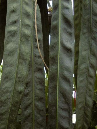 Pictured at the Jardin Botanique du Montet (Nancy, France) Image Copyright © 2003 by David Scherberich