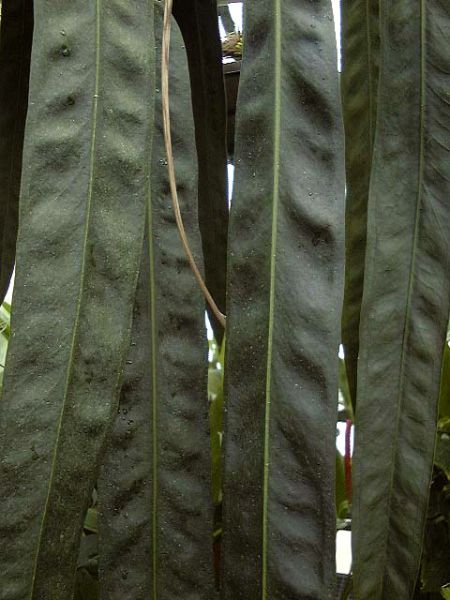 文件:Anthwendlingerincy 03.jpg