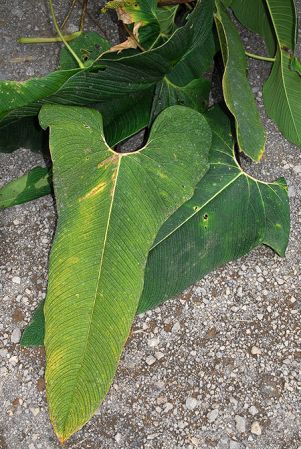 Croat 104232, pictured in Carchi, Ecuador Image Copyright © 2013 by David Scherberich