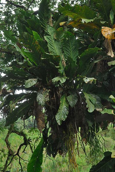 文件:Anthcombeimense 06.jpg