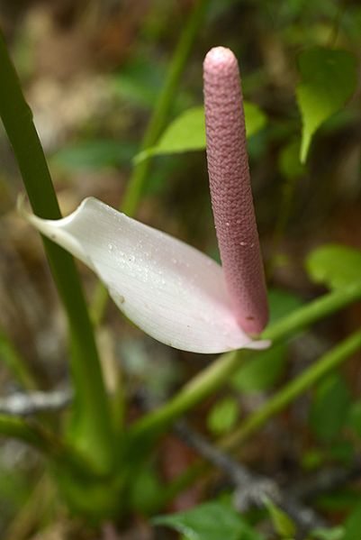 文件:AnthhuixtlenseFM 03.jpg