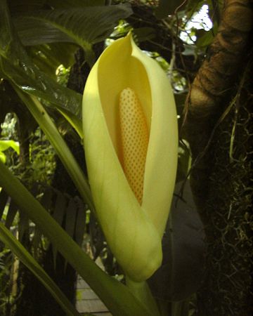 Pictured at the Jardin Botanique du Montet (Nancy, France) Image Copyright © 2003 by David Scherberich