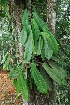 Croat 104163 pictured in Esmeraldas, Ecuador Image Copyright © 2013 by David Scherberich