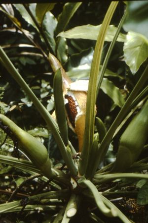 Pictured in Saint Elie, French Guiana Image Copyright © 2013 by Frieda Billiet