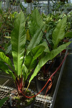 Harley 20301, pictured in Royal Botanic Gardens, Kew Image Copyright © 2018 by David Scherberich