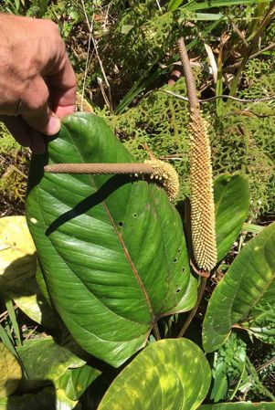 Pictured in Chiriquí, Panama Image Copyright © 2019 by Fred Muller