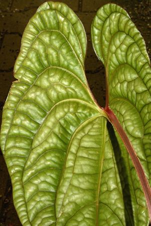 Pictured in the Botanischer Garten München (Germany) Image Copyright © 2016 by David Scherberich