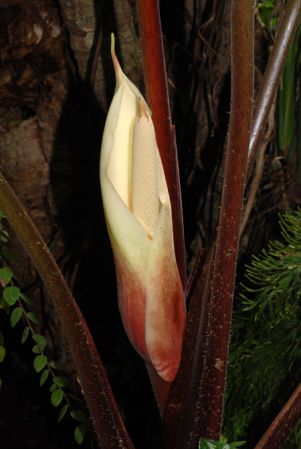 From Ecuador, pictured at the Jardin Botanique de Lyon (France) Image Copyright © 2013 by David Scherberich