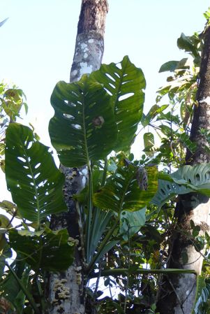 Pictured in La Planada, Nariño (Colombia) Image Copyright © 2018 by Bruce Dunstan