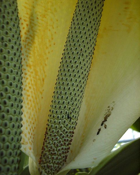 文件:Monsncy 03.jpg