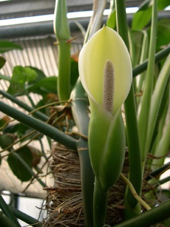 Pictured at the Jardin Botanique de Lyon (France) Image Copyright © 2003 by David Scherberich