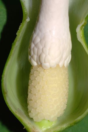 Croat 93670 from Lumbaqui, Sucumbíos/Ecuador Pictured at the Jardin Botanique de Lyon (France) Image Copyright © 2014 by David Scherberich