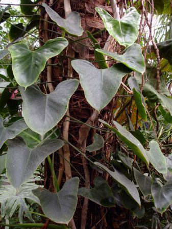 Pictured in the Botanischer Garten München (Germany) Image Copyright © 2006 by David Scherberich