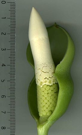 DS407 from French Guiana, pictured at the Jardin Botanique de Lyon (France) Image Copyright © 2009 by David Scherberich