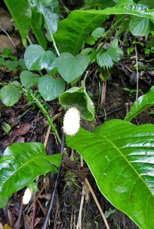 Pictured in Finca Guyacan, Costa Rica Image Copyright © 2016 by Bruce Dunstan