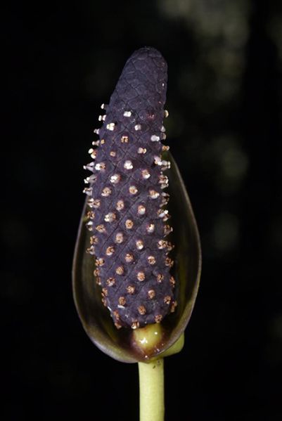 文件:AnthcerropelonenseFM 12.jpg