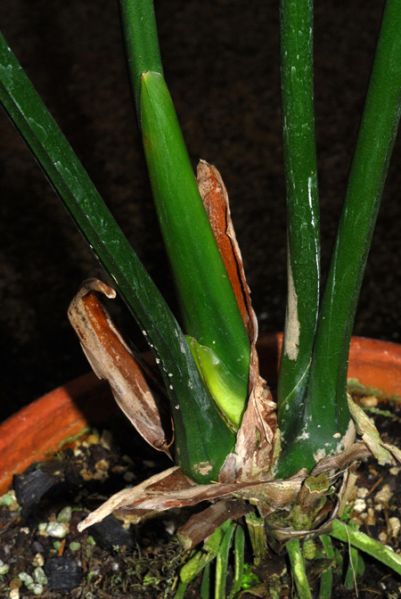 文件:Anthoerstedianum 05.jpg