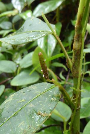 Pictured in La Planada Reserve, Narino, Colombia Image Copyright © 2018 by Bruce Dunstan