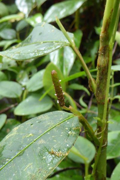 文件:AnthterracolumBD 03.jpg