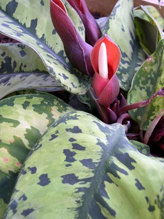 Pictured at the Jardin Botanique de Lyon (France) Image Copyright © 2004 by David Scherberich