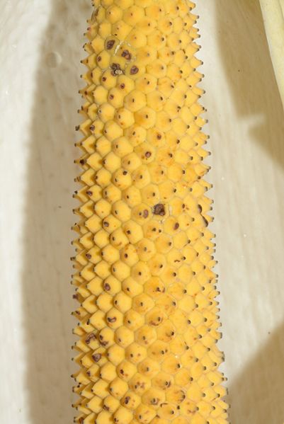 文件:MonsspruceanaCroat 04.jpg