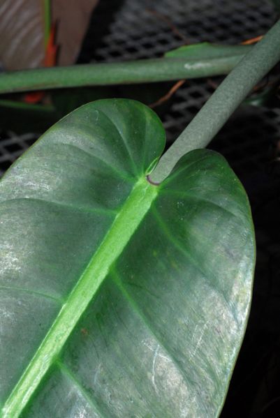 文件:PhiloannulatumK 02.jpg