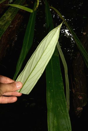 Croat 106002 pictured near Rio Taculin (Pastaza, Ecuador) Image Copyright © 2015 by David Scherberich