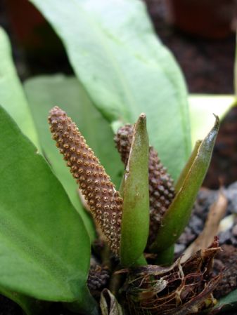Pictured in the Botanischer Garten München (Germany) Image Copyright © 2006 by David Scherberich