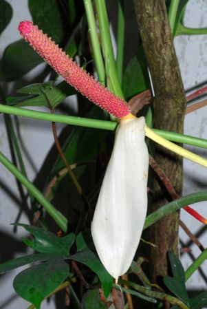 Pictured in the Botanischer Garten der Universitat Göttingen (Germany) Image Copyright © 2011 by David Scherberich