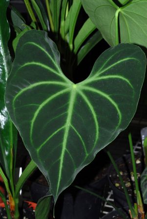 Pictured in Royal Botanic Gardens, Kew Image Copyright © 2012 by David Scherberich