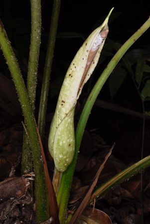 Pictured in Panama Image Copyright © 2020 by Fred Muller